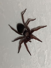 Scotophaeus scutulatus