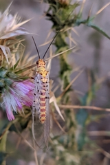 Italochrysa stigmatica