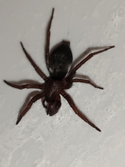 Scotophaeus scutulatus