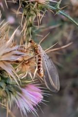 Italochrysa stigmatica