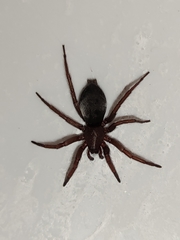 Scotophaeus scutulatus