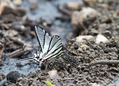 Protographium epidaus