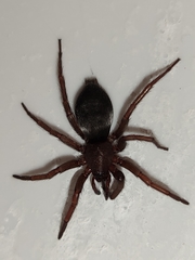 Scotophaeus scutulatus