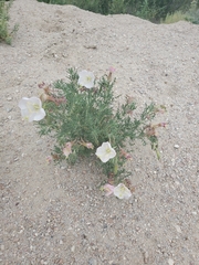 Oenothera coronopifolia