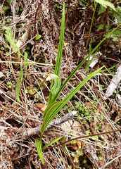 Pterostylis irsoniana