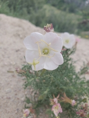 Oenothera coronopifolia
