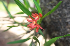 Scaphyglottis imbricata