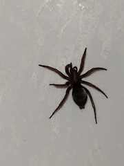 Scotophaeus scutulatus