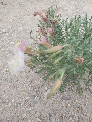 Oenothera coronopifolia