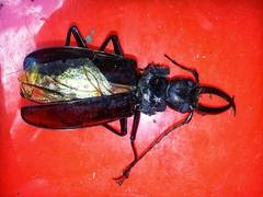 Stenodontes exsertus