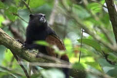 Saguinus weddelli weddelli