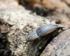 Chalcolepidius rugatus