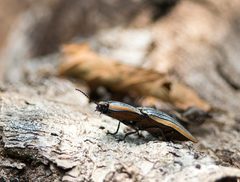 Chalcolepidius rugatus