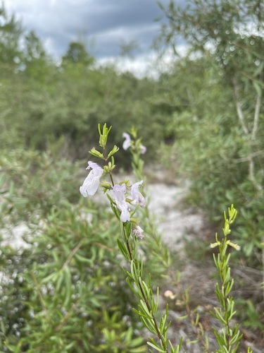 Image of Conradina grandiflora by (c) Brandon Corder, some rights reserved (CC BY)