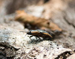 Chalcolepidius rugatus