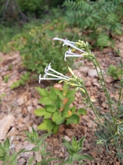 Ipomopsis aggregata candida