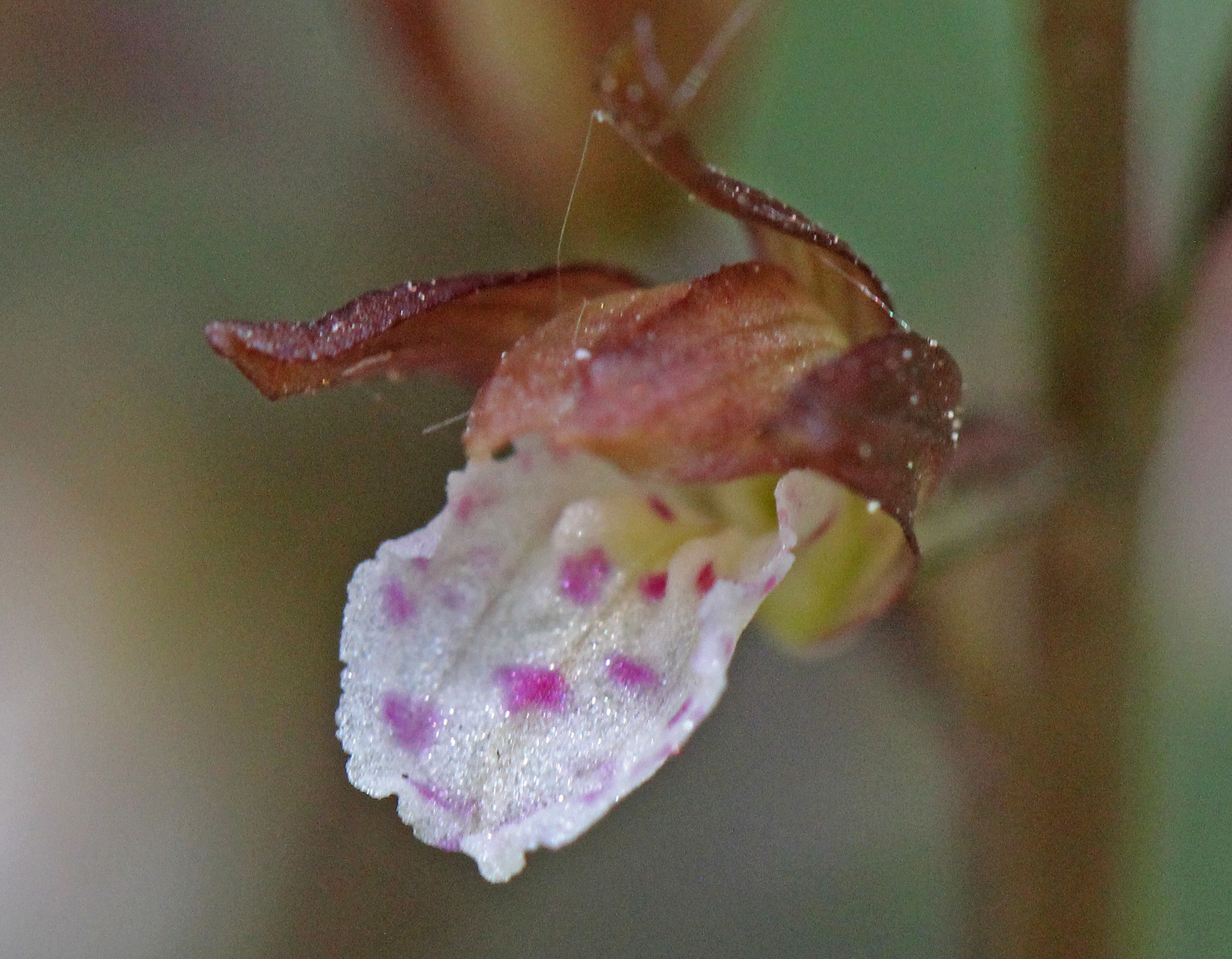 Corallorhiza wisteriana