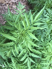 Cosmos sulphureus