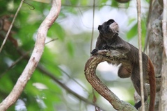 Saguinus imperator subgrisescens
