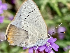 Satyrium sylvinus