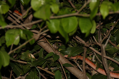 Photo of a Western Banded Tree Snake (Phisalixella tulearensis)
