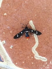 Syntomeida epilais