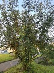 Azara serrata