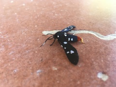Syntomeida epilais