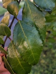 Azara serrata