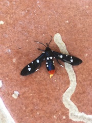 Syntomeida epilais