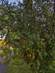 Azara serrata
