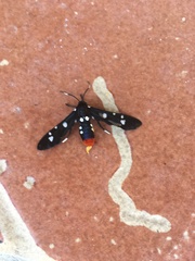 Syntomeida epilais