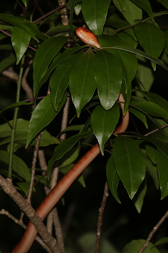 Western Banded Tree Snake