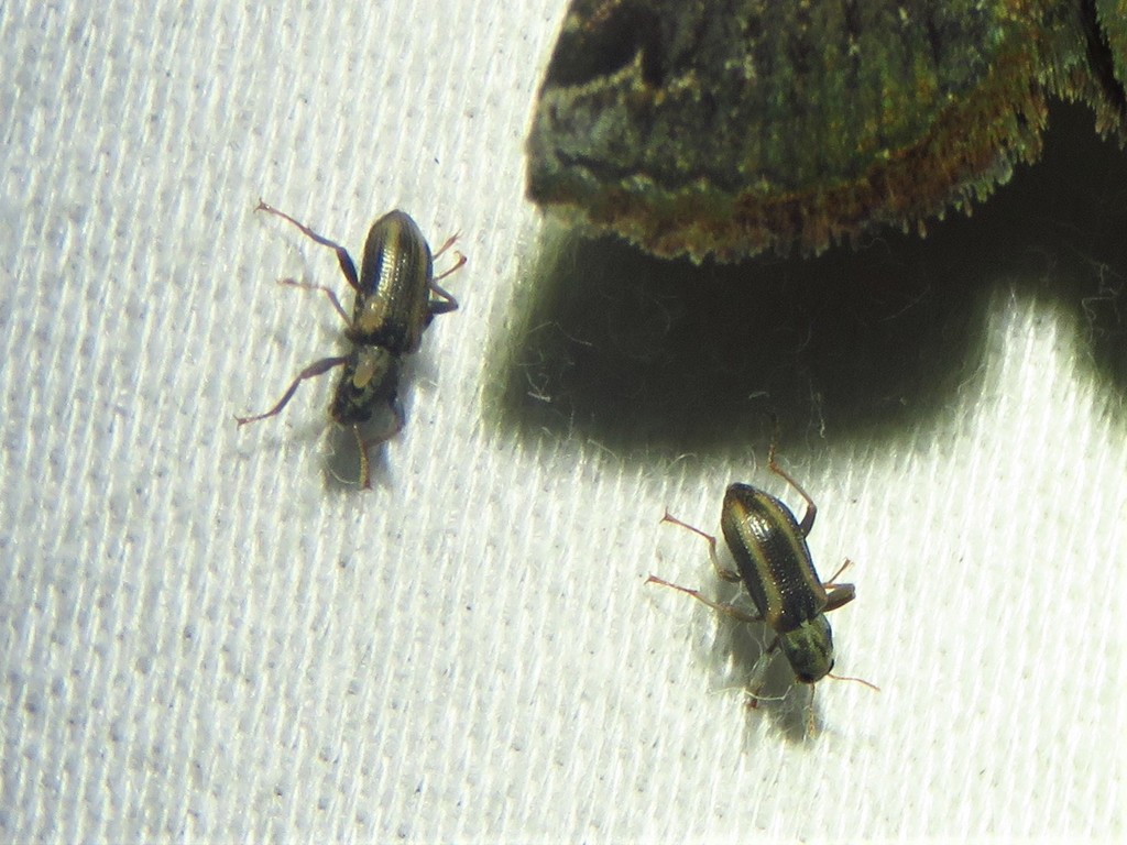Cheryl's Riffle Beetle