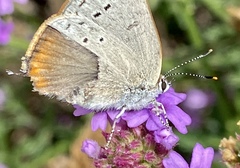 Satyrium sylvinus