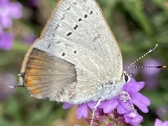 Satyrium sylvinus