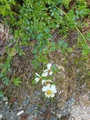 Rosa lucieae