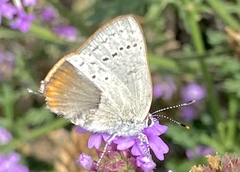 Satyrium sylvinus