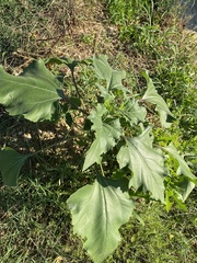 Helianthus