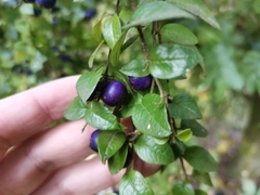 Rhaphithamnus spinosus