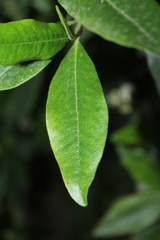 Escallonia paniculata