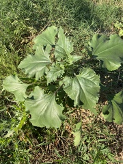 Helianthus