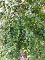 Rhaphithamnus spinosus