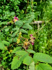 Rosa pisocarpa