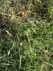 Lathyrus hirsutus