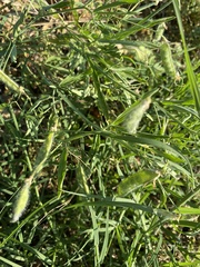 Lathyrus hirsutus