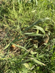 Lathyrus hirsutus
