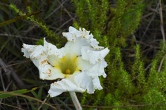 Mandevilla longiflora