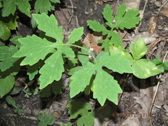 Stylophorum diphyllum