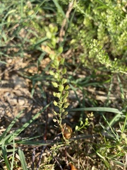 Lepidium